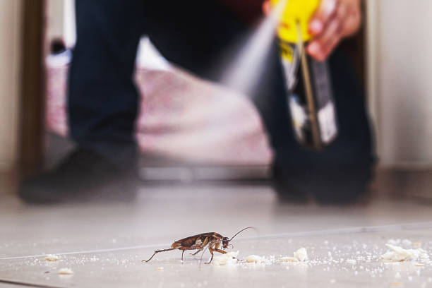 Best Cockroach Control Services  in Caoncito, NM